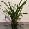 【绿植】醉美人兰花 商品缩略图0