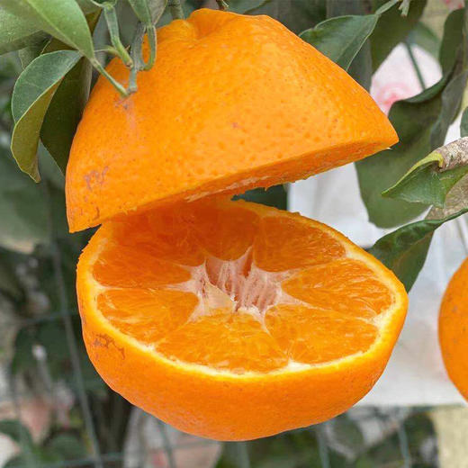 四川春见耙耙柑礼盒装 新鲜粑粑柑当季水果整箱柑橘 5斤 商品图2