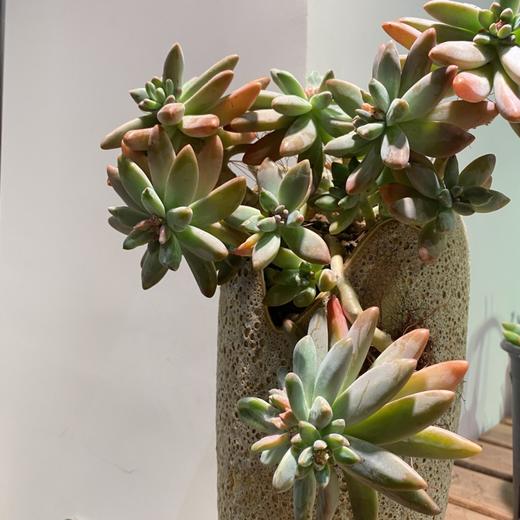 【绿植】多肉-秋丽 商品图0