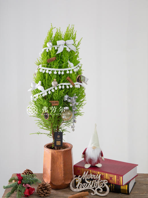 超精致室内圣诞香松 商品图2