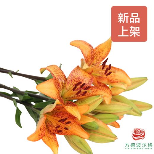 百合-金麻子3头  5枝一扎 商品图1