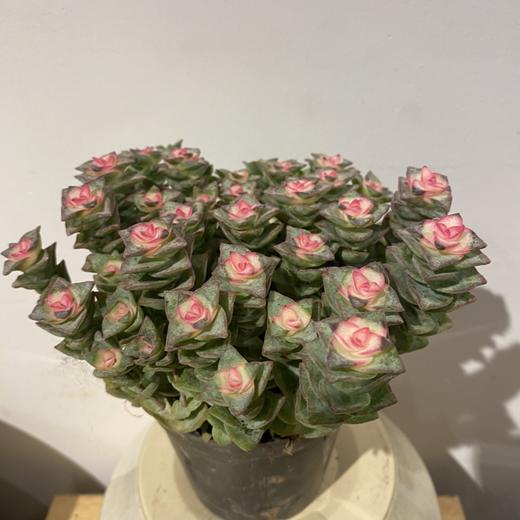 【绿植】多肉-星王子 商品图3