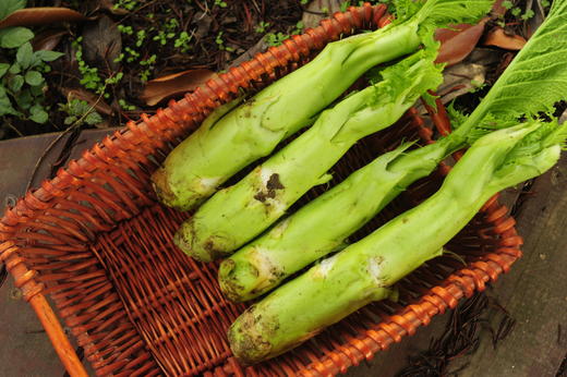 棒菜/老品种棒菜(500g) 商品图1