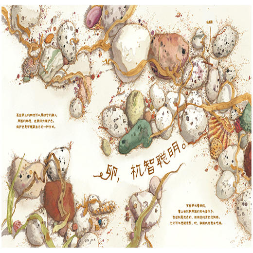 奇想国 卵，如此安宁-美丽成长 3-6岁精装科普绘本 商品图3