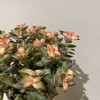 【绿植】多肉-自由女神 商品缩略图1