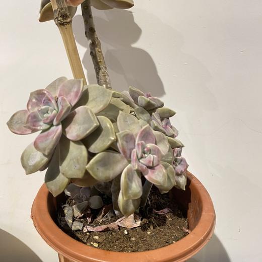 【绿植】多肉-紫乐 商品图0