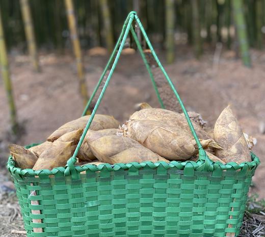 头茬临安天目山冬笋 | 精选两头尖大笋现挖现发 肉质细嫩鲜美 饱满清甜爽脆 清香开胃 肉厚无渣 美味百搭好食材 商品图8