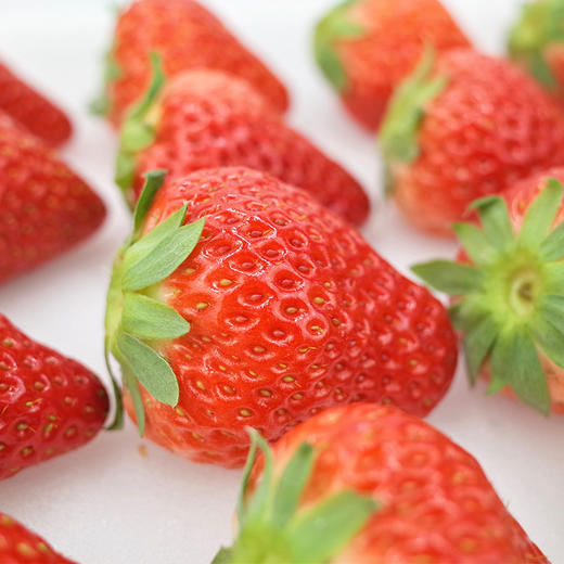 【果蔬精选】辽宁•丹东草莓第⑤季 草莓中的红颜美人 鲜红如火 果肉细嫩 汁水四溢 香味浓郁 现摘现发 新鲜到家 商品图2