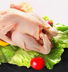 清远凤凰阳山鸡