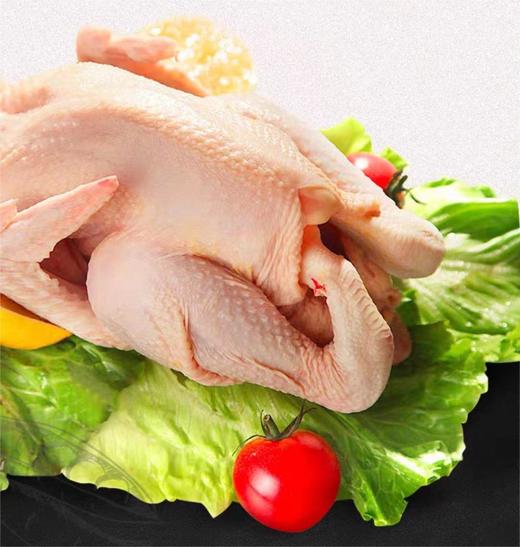 清远凤凰阳山鸡 商品图0