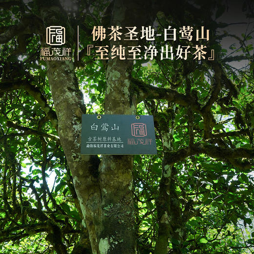 最后15砖【品质极致性价比超级高】【白莺山茶砖】 2022年头春茶云南临沧白莺山普洱生茶砖 150g/砖 商品图1