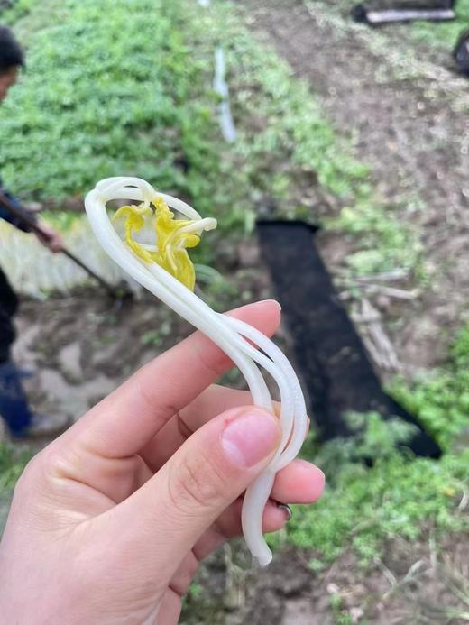 周五取货：【溧阳白芹】一份1斤左右，去根，质脆嫩、茎白、叶清香，水分多！ 商品图1