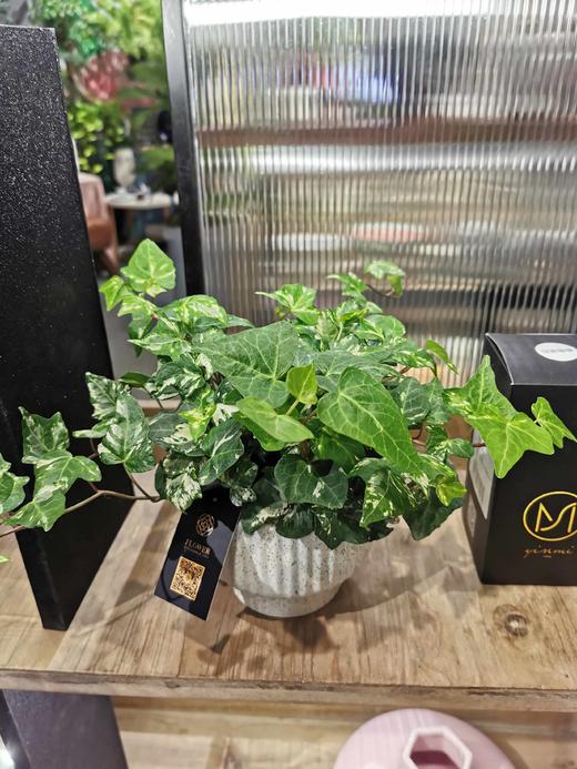 常春藤 商品图0