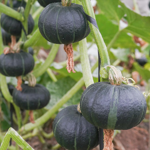 贝贝南瓜 （惠和一号，云南产区） 商品图5