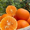 洽鲜果 广西武鸣沃柑新鲜现摘 19.9元/9斤 当季沃柑 商品缩略图6