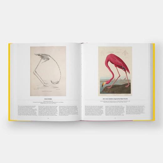 Bird: Exploring the Winged World，鸟:探索有翅膀的世界 科学科普图鉴画册，绘画 商品图2