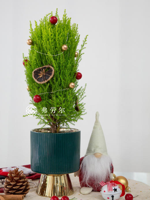 弗劳尔精致圣诞香松 商品图0