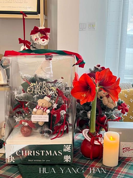 【圣诞版 注定红】朱顶红 无土无水也开花 （可快递，默认顺丰到付） 商品图1