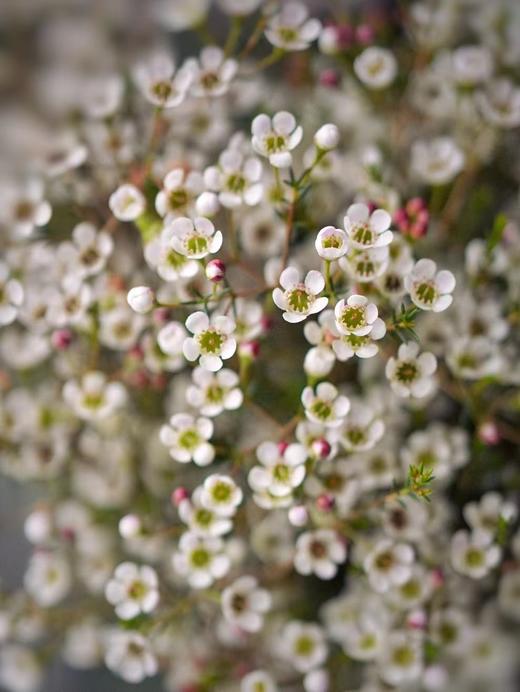 【周四秒杀】白色澳梅一把39.8元 商品图1