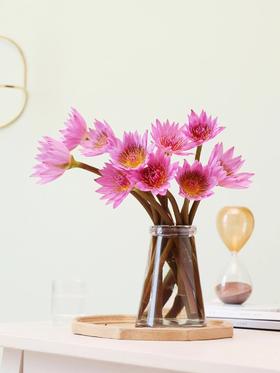 【周四秒杀】睡莲6枝29.8元