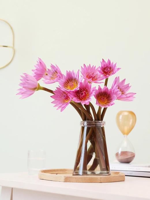 【周四秒杀】睡莲6枝29.8元 商品图0