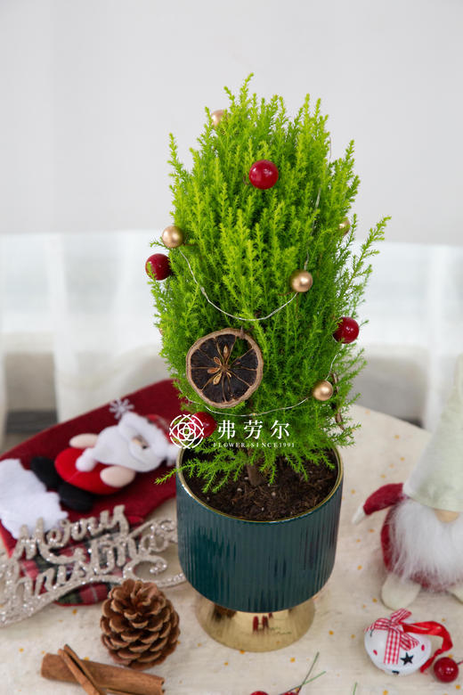 弗劳尔精致圣诞香松 商品图2