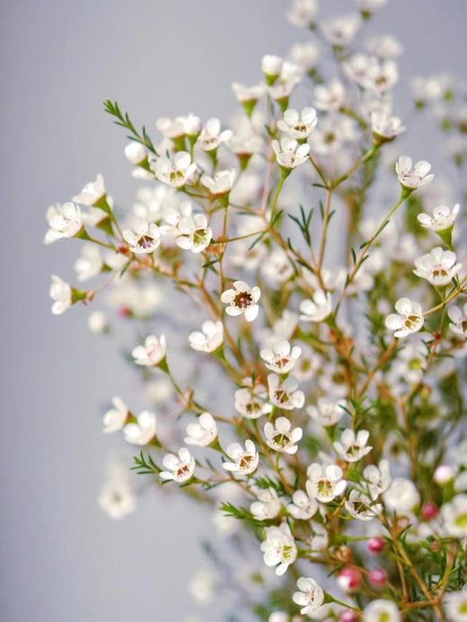 【周四秒杀】白色澳梅一把39.8元 商品图2