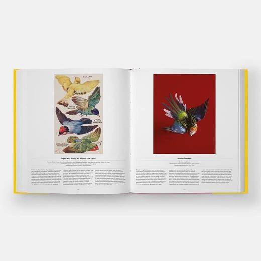 Bird: Exploring the Winged World，鸟:探索有翅膀的世界 科学科普图鉴画册，绘画 商品图8