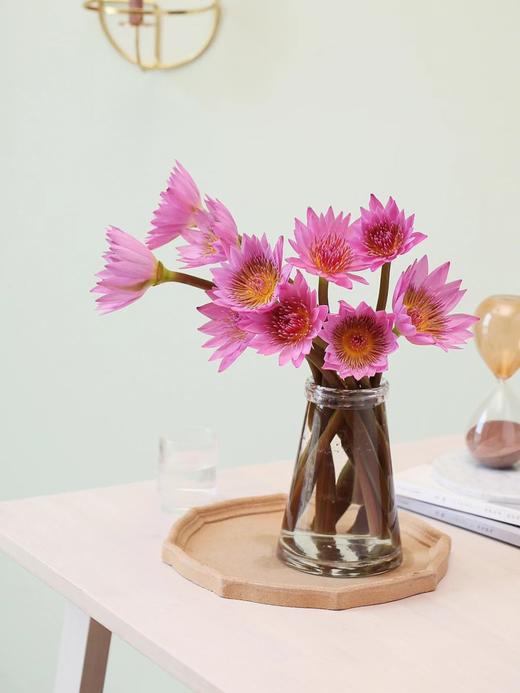 【周四秒杀】睡莲6枝29.8元 商品图2