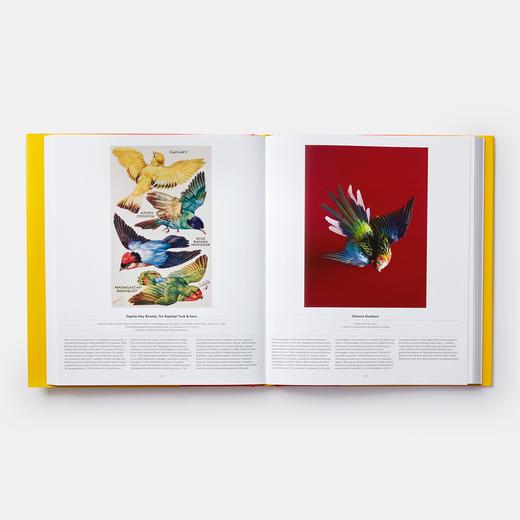 Bird: Exploring the Winged World，鸟:探索有翅膀的世界 科学科普图鉴画册，绘画 商品图5
