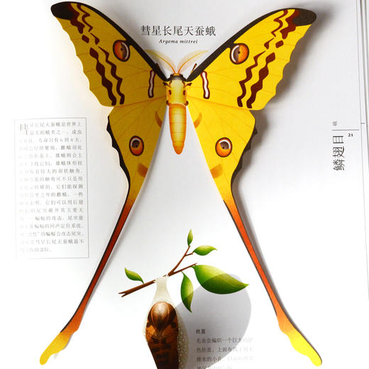 奇想国童书虫儿飞:指尖上的昆虫博物馆 昆虫科普绘本3岁以上立体图画书亲密接触稀奇古怪的虫虫奇想国童书科普百科 商品图3