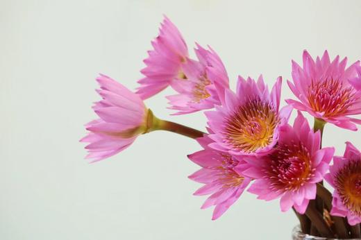 【周四秒杀】睡莲6枝29.8元 商品图1