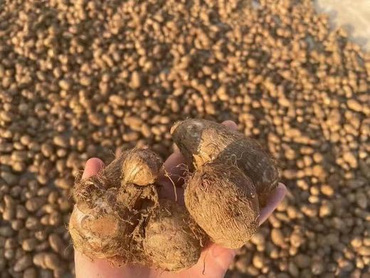 【莱阳芋头】莱阳山地芋头 国家地理标志农产品 已经晒好的芋头，熬汤，煮面条，烤着吃超级鲜美！力荐！口感细腻绵软5斤装 商品图2