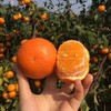 洽鲜果 广西武鸣沃柑新鲜现摘 19.9元/9斤 当季沃柑 商品缩略图2