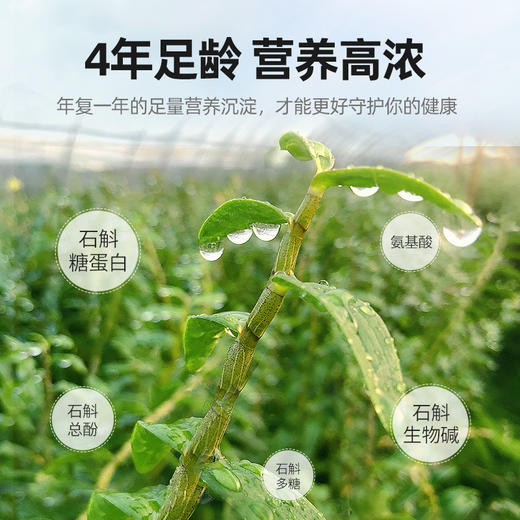 【杞里香霍山铁皮石斛55g】茶枫斗鲜条干花茶粉 商品图3