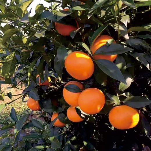 沃柑5kg 商品图2