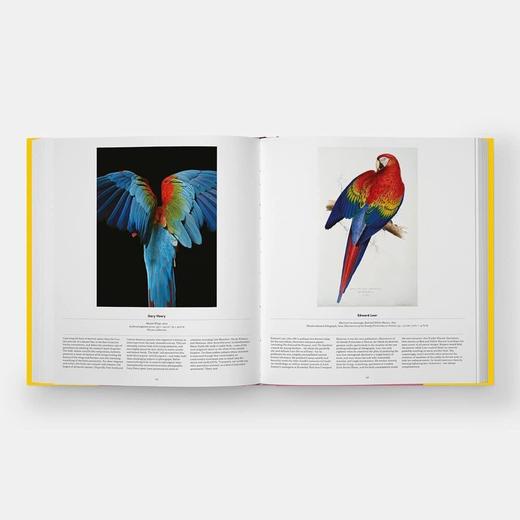 Bird: Exploring the Winged World，鸟:探索有翅膀的世界 科学科普图鉴画册，绘画 商品图10