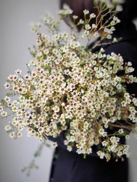 【周四秒杀】白色澳梅一把39.8元