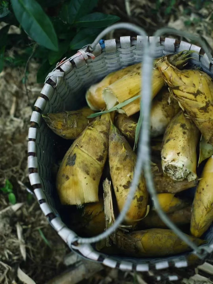 溧阳 冬笋含箱5斤左右