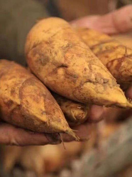 溧阳 冬笋含箱5斤左右 商品图1