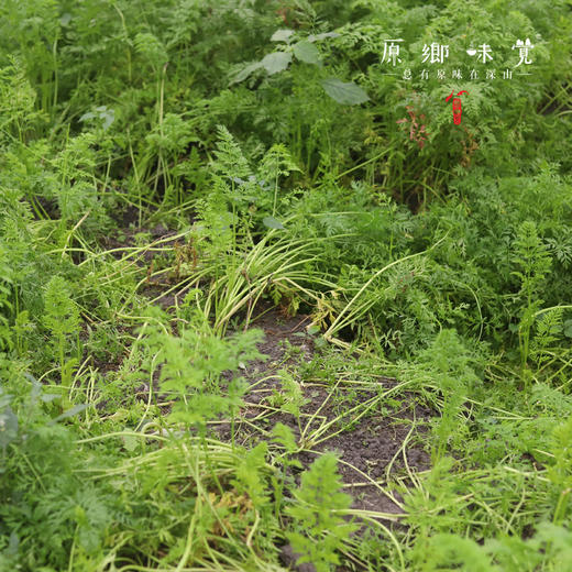 生态老品种胡萝卜（农场直发-顺丰包邮）｜3斤/5斤箱，来自成都郫都区基地【原乡农场，自产自销】 商品图5