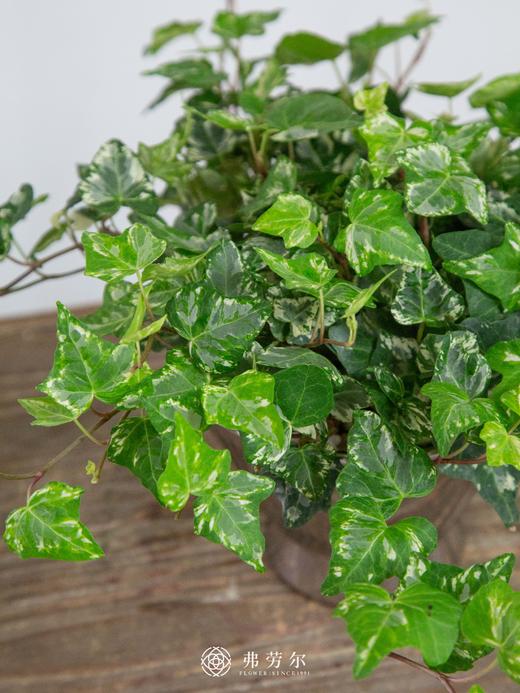 常春藤 商品图0