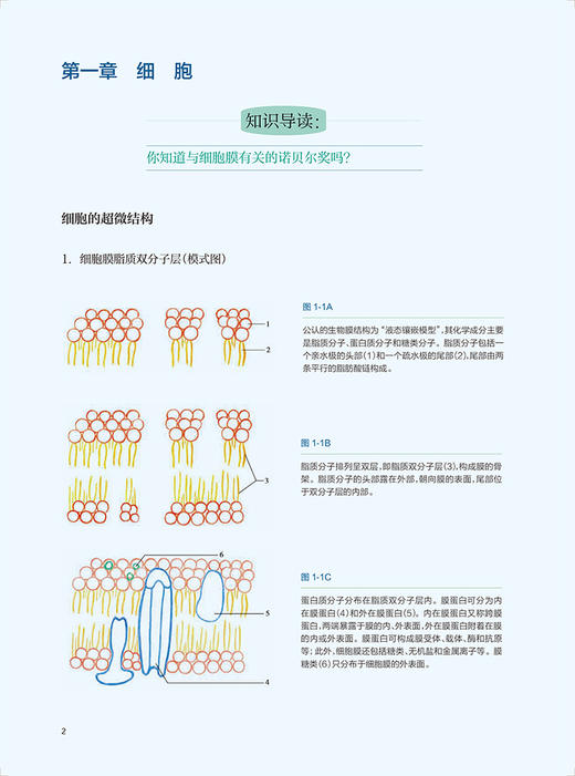 预售 零基础绘图学组胚 隋鸿锦 马海英 人体组织胚胎学高等学校教材 正常人体组织结构手绘图切片图 人民卫生出版社9787117334860 商品图3