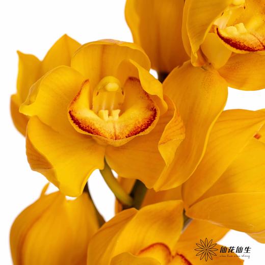 兰花 | 大花蕙兰杨贵妃 商品图1