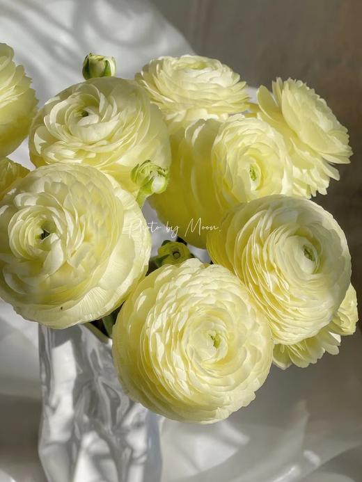 【奶油黄洋牡丹】5支/份 第二份减10元 商品图7