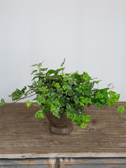 常春藤 商品图1