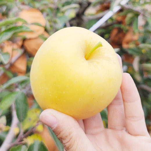 威海维纳斯黄金苹果，脆甜爽口，果香十分浓郁，贵一点，好吃很多 商品图1