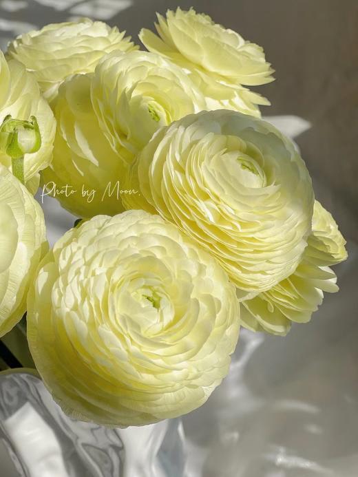 【奶油黄洋牡丹】5支/份 第二份减10元 商品图6