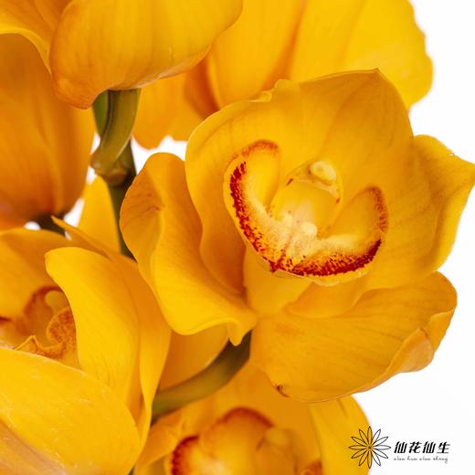 兰花 | 大花蕙兰杨贵妃 商品图4