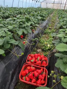 有机巧克力草莓上市了 春草莓